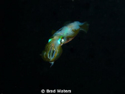 A squid swims away in to the dark... by Brad Waters 